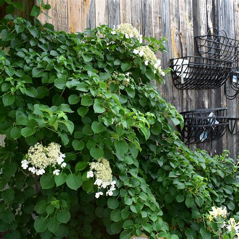 Hydrangea petiolaris - Horsford Gardens and Nursery