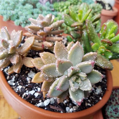 They glitter in the rain. : r/succulents