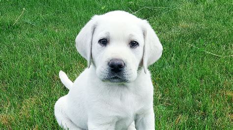 English Lab Puppies For Sale