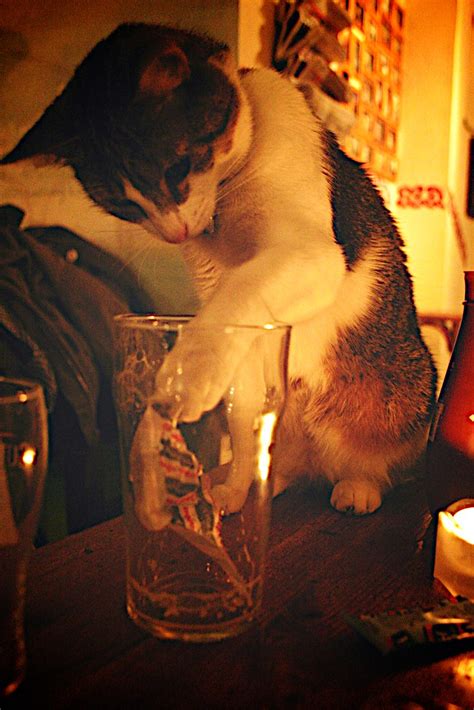 cute cat in an irish pub | You can meet this cute and incred… | Flickr