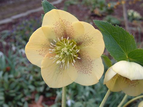 Hellebore Nursery | Bosvigo Gardens | Cornwall's Best Kept Secret