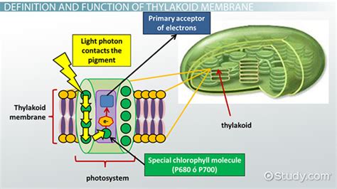 In Photosynthesis Atp Is Made By Which Photosystem - Wasfa Blog