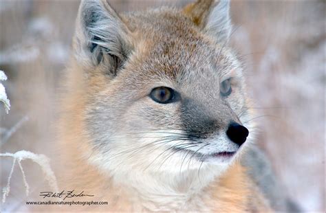 Alberta Wildlife Photography by Robert Berdan - The Canadian Nature ...