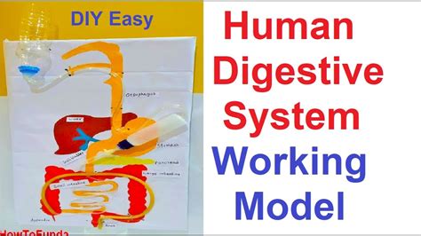 human digestive system working model for science fair project | DIY at home | howtofunda - YouTube