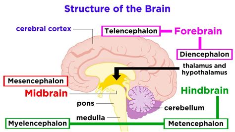 The Structure and Physiology of the Human Brain - YouTube