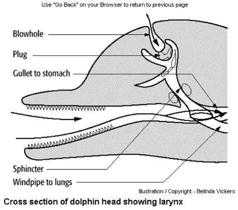 baby dolphins: Post 10- Function of lung and blow hole (Adam Mahmood)