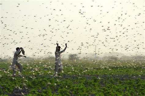 An irresistible scent makes locusts swarm, study finds