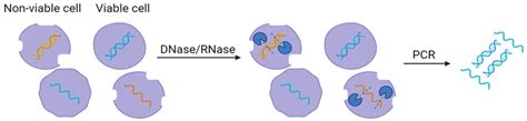 Use of DNase and RNase enzyme (blue) to remove free nucleic acids in ...