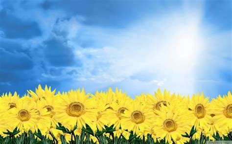 🔥 [50+] 3D Sunflower Wallpapers | WallpaperSafari