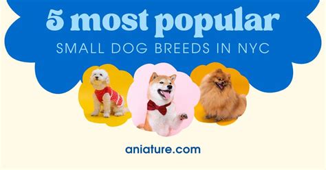 5 Most Popular Small Dog Breeds In NYC 2023 » aniature