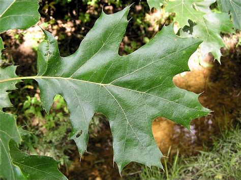 ISU Forestry Extension - Tree Identification: Black Oak (Quercus ...