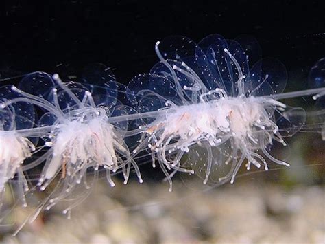 Siphonophores - Siphonophorae | Animals beautiful, Cnidaria, Sea creatures