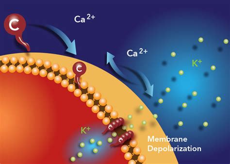 Schweigend Hütte Barmherzig daptomycin mechanism of action Bildung ...