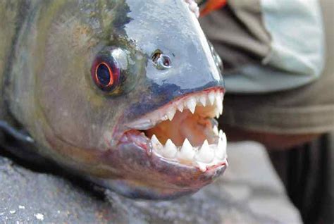 8 Fish with Teeth You Don't Want to Lip