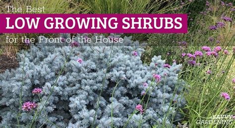 Low Growing Shrubs for the Front of the House: 16 Great Choices