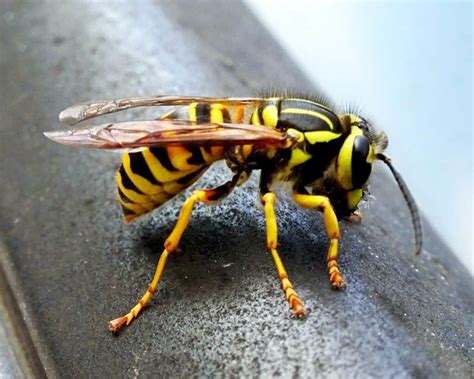 Honey Bee Vs Yellow Jacket - Beekeeping 101