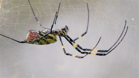 Joro spiders spotted near NJ: What to do if you see one, map | FOX 5 New York