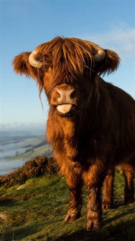 Highland Cow Wallpapers - Top Free Highland Cow Backgrounds ...