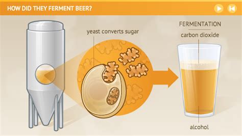 How did they ferment beer?