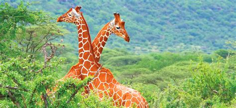 Kenya-safari-prices-reticulated-giraffes | Kenya Safari Desire