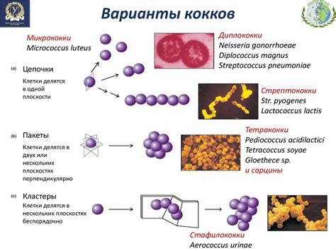 Micrococcus luteus antibiotic treatment