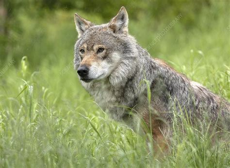 Eurasian wolf - Stock Image - C051/1371 - Science Photo Library