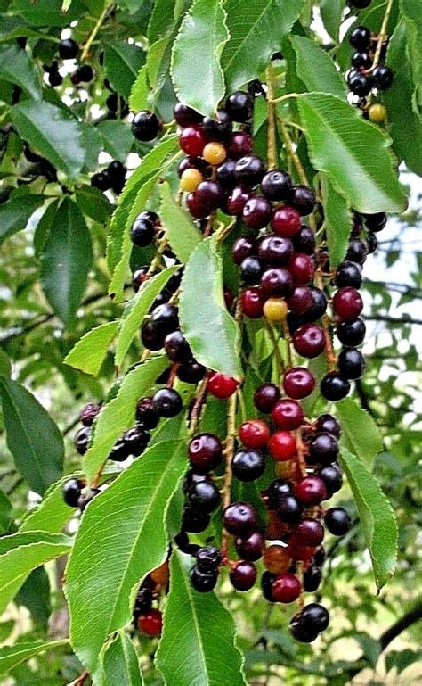 WILD BLACK CHERRY TREES PRUNUS SEROTINA EDIBLE FRUIT 2 LIVE PLANTS Gardening - Other Plants ...