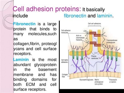 Cell adhesion molecules and matrix proteins