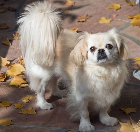 Everything Top Dog: Pekingese