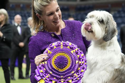 A 'PBGV' wins dog show in Westminster, the first of its kind