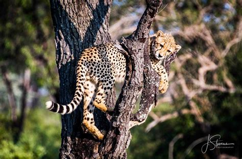 South Africa | Cheetah Chilling in a Tree