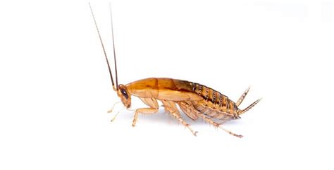 5 Smallest Cockroach With Image - Guide to Identification