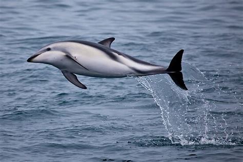 Animal Facts: DUSKY DOLPHIN