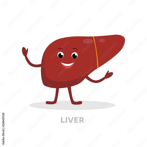 Strong healthy liver cartoon character isolated on white background. Happy liver icon vector ...