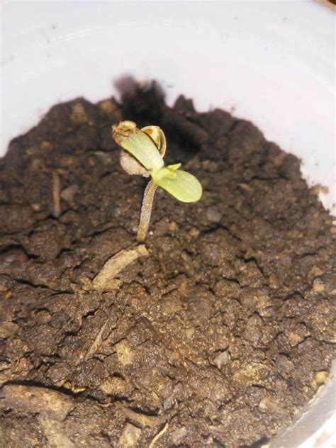 Germination Of Weed Seeds