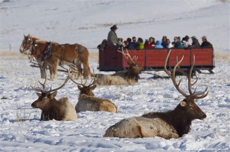 Horse-drawn sleigh ride in elk herd, (wild: Cervus elaphus) aka Wapiti ...