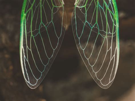 Cicada Wings | Smithsonian Photo Contest | Smithsonian Magazine