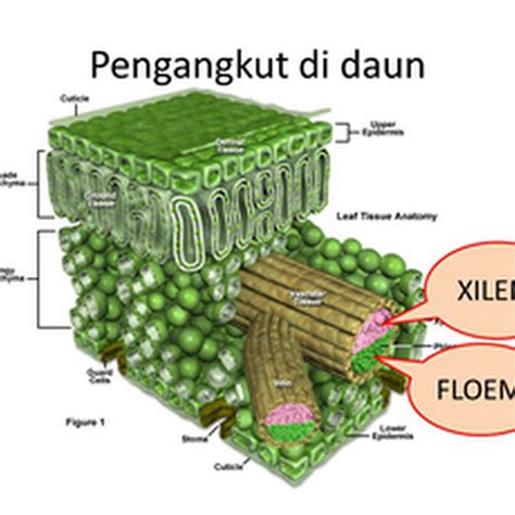 Contoh Makalah Jaringan Pengangkut pada Tumbuhan