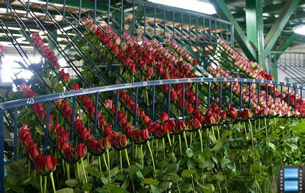 Why Ecuador’s flower industry stands out – Passion for Flowers