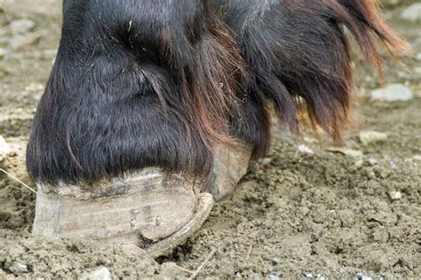 Laminitis in Horses - Symptoms, Causes, Diagnosis, Treatment, Recovery, Management, Cost