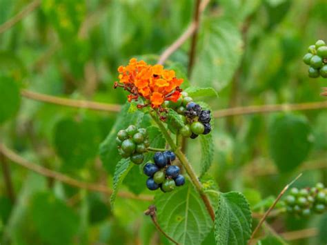 Lantana Seeds: Grow Your Own Beautiful, Flowering Shrub! - A-Z Animals