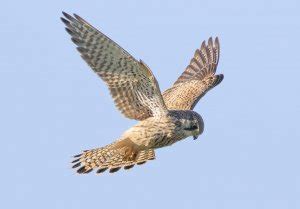 Kestrel in flight | BirdForum