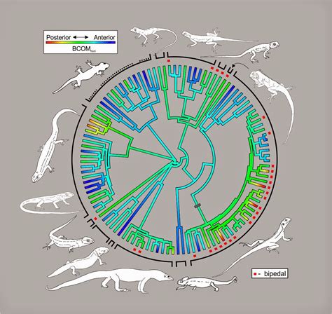 Evolution of bipedal running