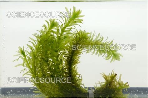 Photograph | Pondweed in aquarium tank | Science Source Images