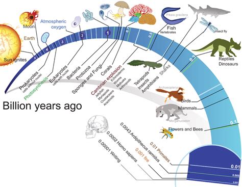 Evolution of Life | CK-12 Foundation