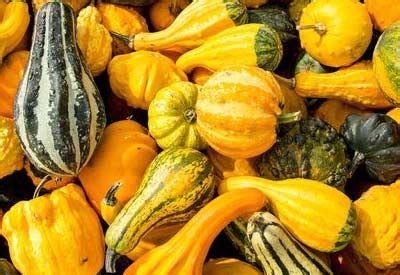 How to Grow Ornamental Gourds | Planet Natural