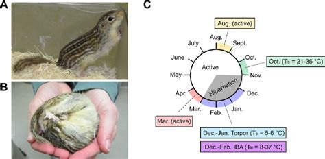 Thirteen-lined ground squirrel hibernation cycle. (A) Active... | Download Scientific Diagram