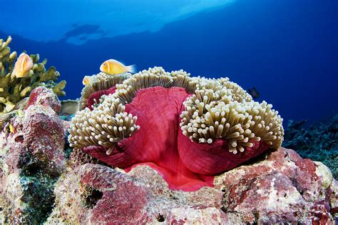 Anemonefish and Anemone Photograph by Dave Fleetham - Printscapes - Fine Art America