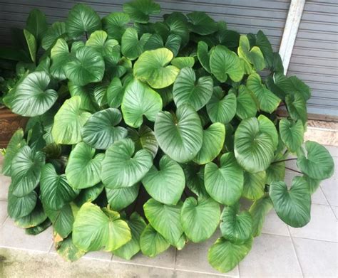 Why Does My Philodendron Have Yellow Leaves? - Smart Garden Guide