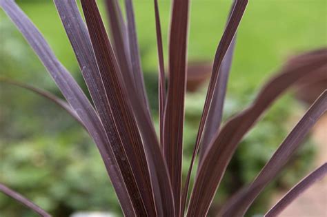 Cordyline australis 'Red Star' | Roter stern, Blumenkasten, Sterne